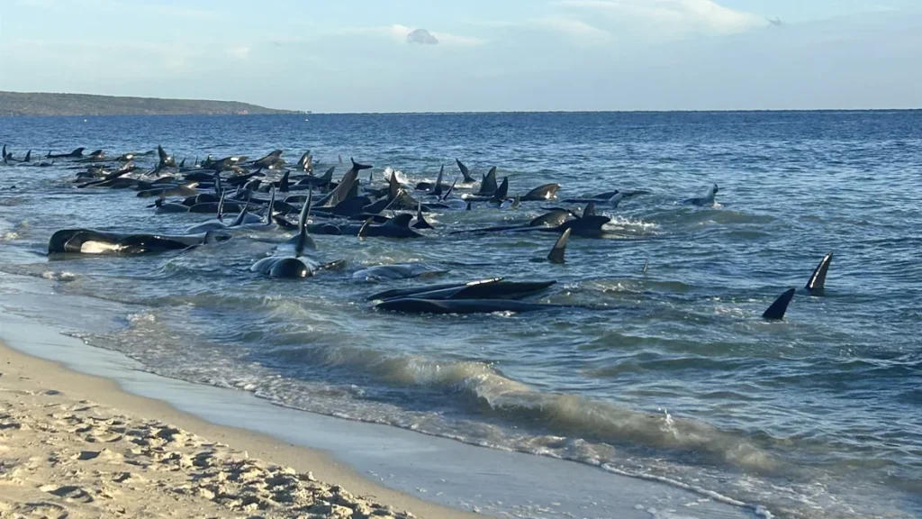 Australi  160 balena bllokohen në breg të detit  organizohet operacion masiv për shpëtimin e tyre